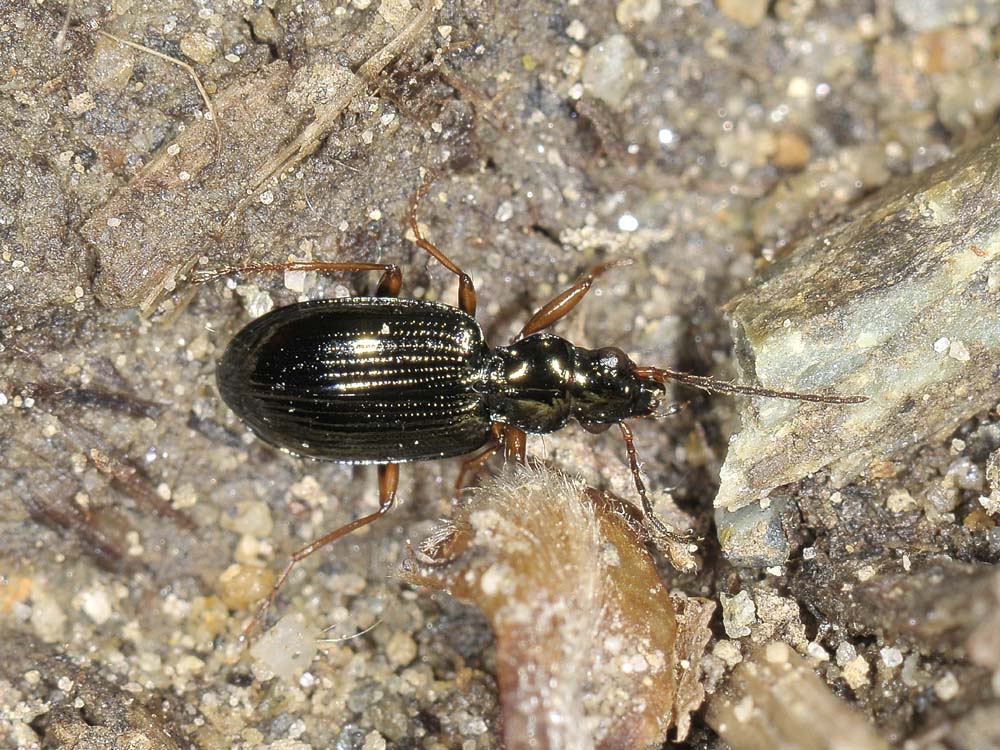 Bembidion lampros? (Carabidae)